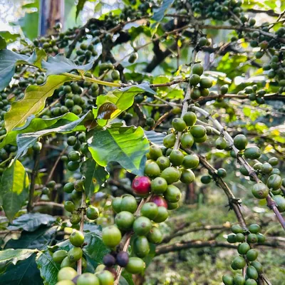 Ripening coffee cherries on a Materuni coffee farm