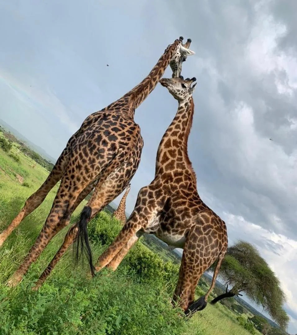 Serengeti National Park Safari