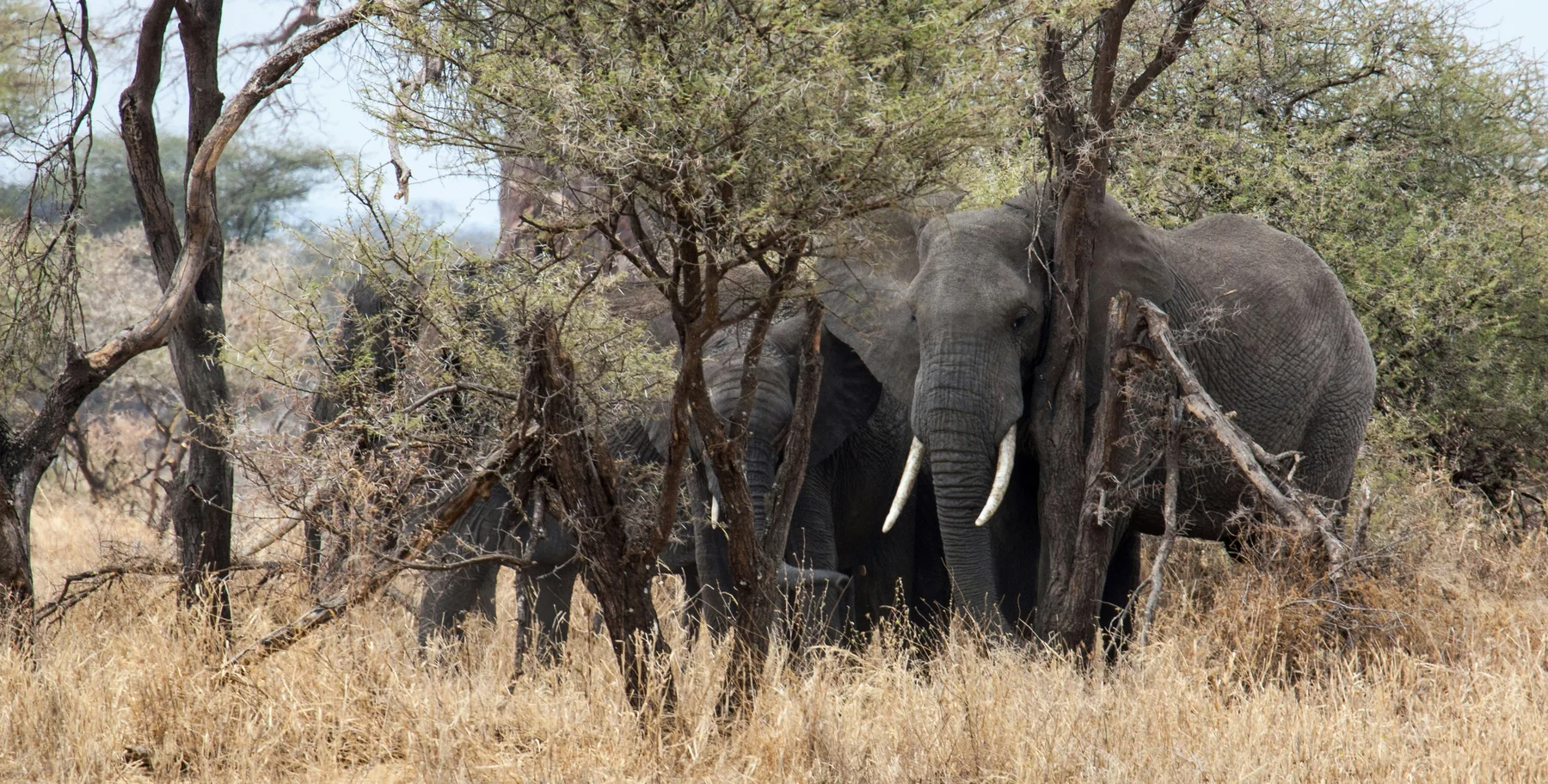 Tarangire National Park Safari
