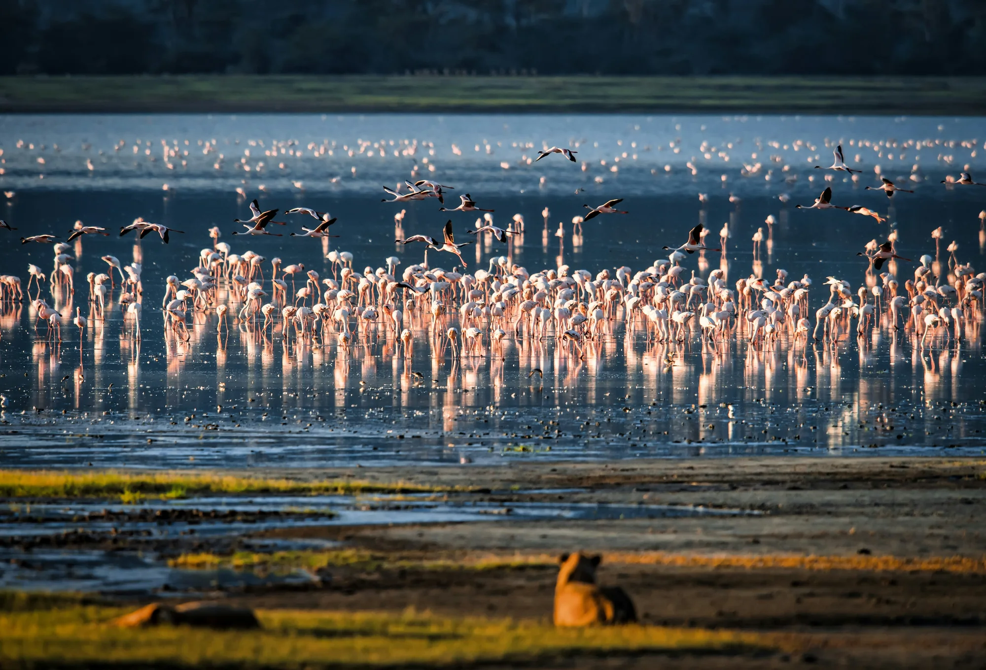Flamingos